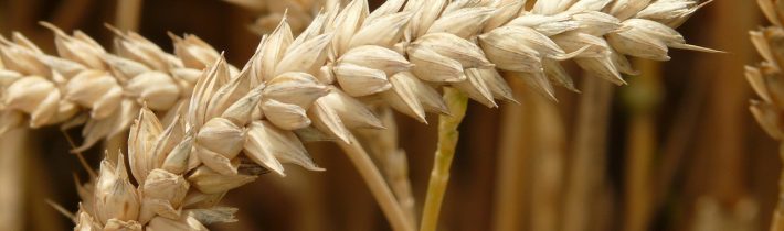 O preosievaní pšenice